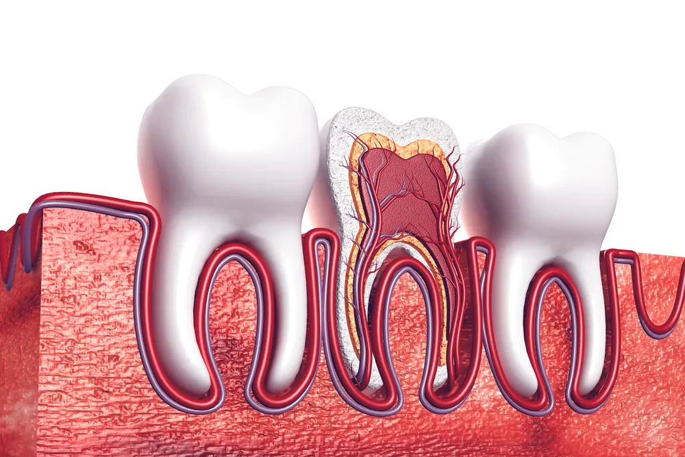 Dental pulp illustration along normal teeth